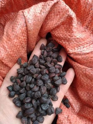 vì sao hạt dổi lại đắt
