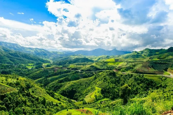 Sơn La có nhiều cánh rừng thích hợp cho cây dổi nếp phát triển