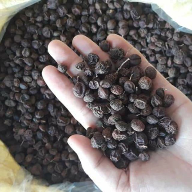 hạt mắc mật Tây Bắc